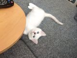 Safkan British Shorthair Ve Longhair Yavrular