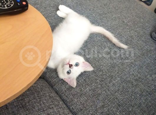Safkan British Shorthair Ve Longhair Yavrular görsel
