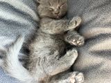 British Shorthair İlk ve Son yavrumuz