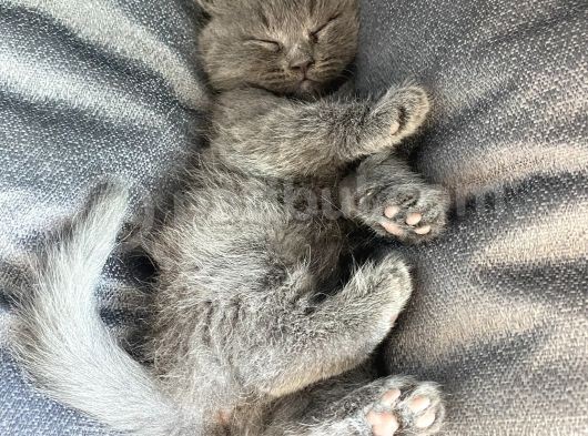 British Shorthair İlk Ve Son Yavrumuz