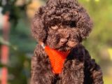 Çi̇kolata Toy Poodle