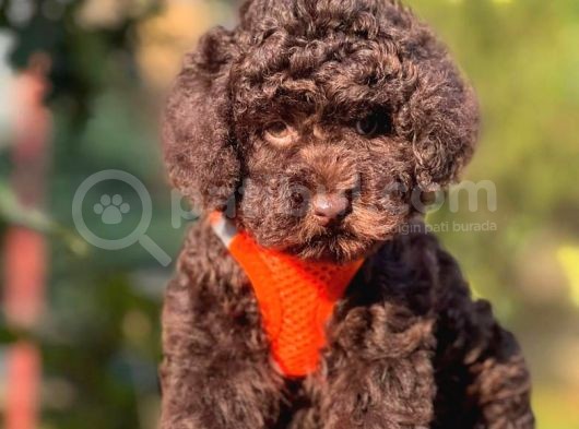 Çi̇kolata Toy Poodle görsel
