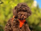 Çi̇kolata Toy Poodle