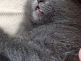 British Shorthair İlk Ve Son Yavrumuz