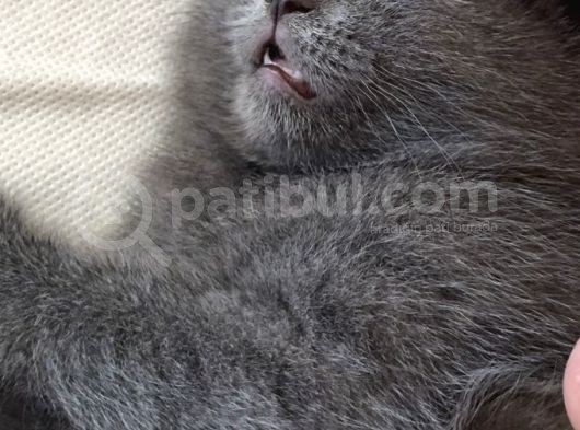 British Shorthair İlk Ve Son Yavrumuz görsel