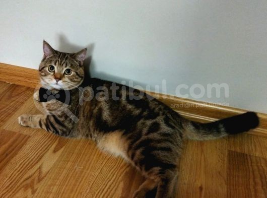 13 Aylık Safkan British Shorthair Bütün Aşıları Tam görsel
