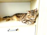 13 Aylık Safkan British Shorthair Bütün Aşıları Tam
