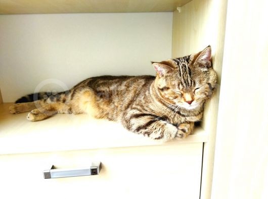 13 Aylık Safkan British Shorthair Bütün Aşıları Tam