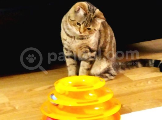 13 Aylık Safkan British Shorthair Bütün Aşıları Tam görsel