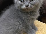 British Shorthair 2 Aylık Ela Gözlü Yavru