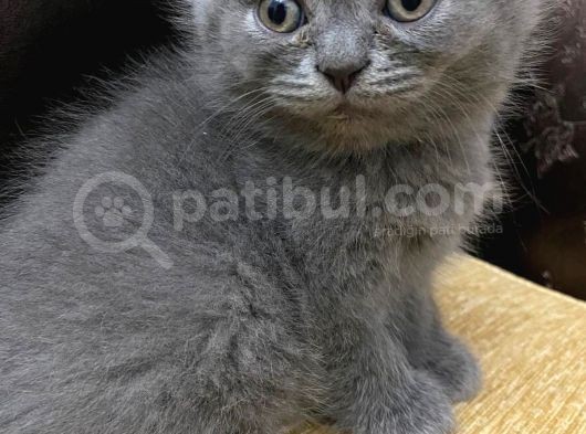British Shorthair 2 Aylık Ela Gözlü Yavru