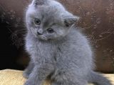 British Shorthair 2 Aylık Ela Gözlü Yavru