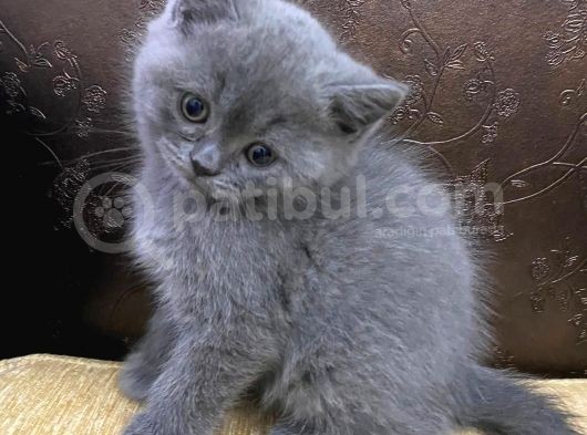 British Shorthair 2 Aylık Ela Gözlü Yavru görsel