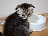British Shorthair Yavrular