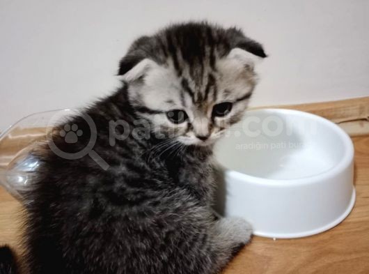 British Shorthair Yavrular