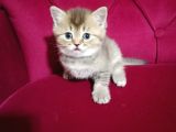 British Shorthair Yavrular