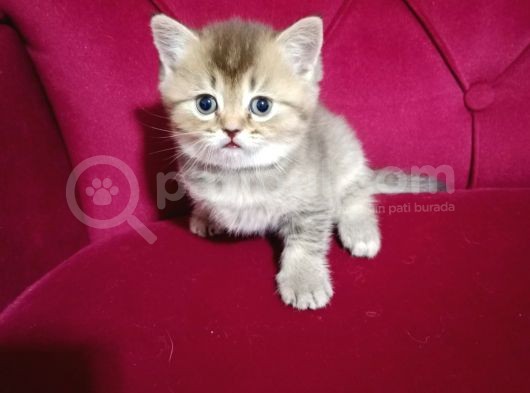 British Shorthair Yavrular görsel