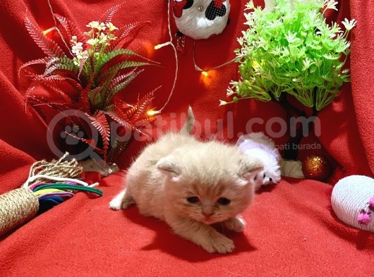 2 Aylık Rose Golden British Yavru görsel