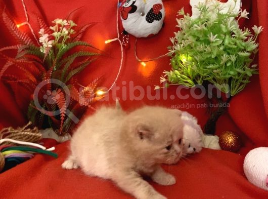 2 Aylık Rose Golden British Yavru görsel