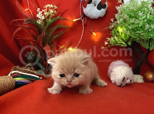 2 Aylık Rose Golden British Yavru görsel