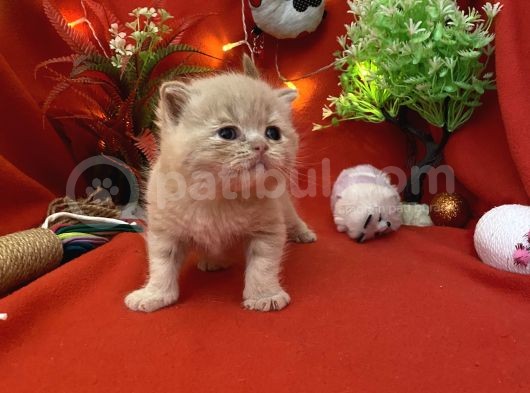 2 Aylık Rose Golden British Yavru görsel