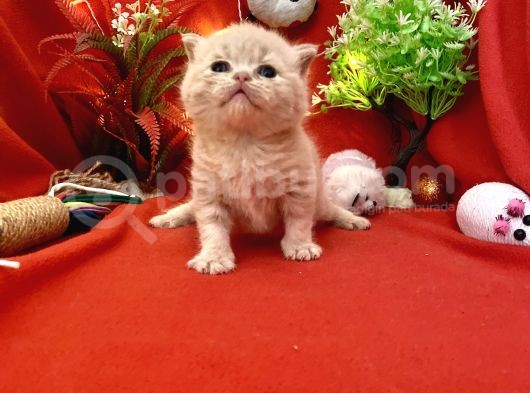 2 Aylık Rose Golden British Yavru görsel