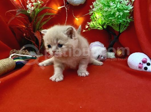2 Aylık Rose Golden British Yavru görsel