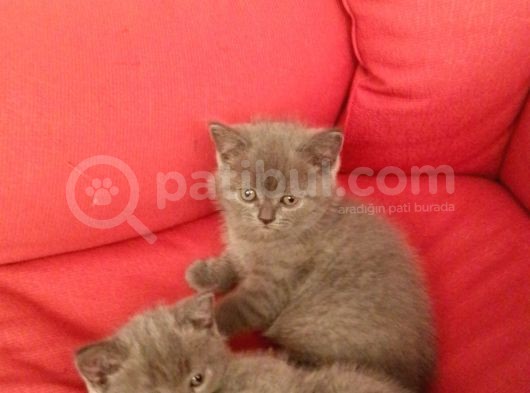Canlı Peluşlar görsel