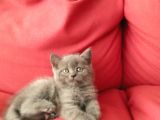 Canlı Peluşlar
