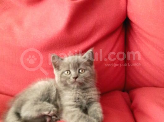 Canlı Peluşlar görsel