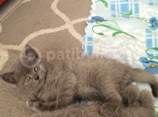 Canlı Peluşlar görsel