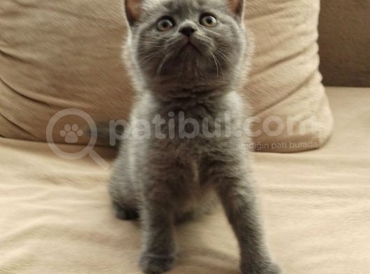 Canlı Peluşlar görsel