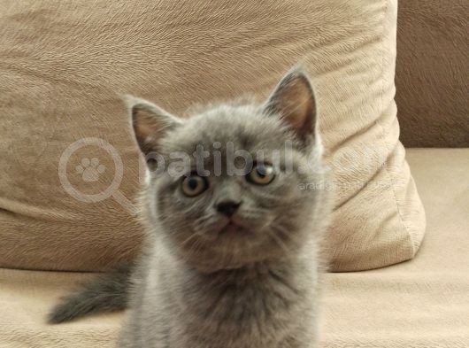 Canlı Peluşlar görsel