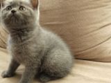 Canlı Peluşlar