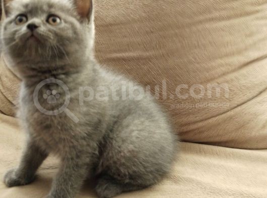 Canlı Peluşlar görsel