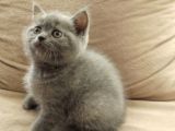 Canlı Peluşlar