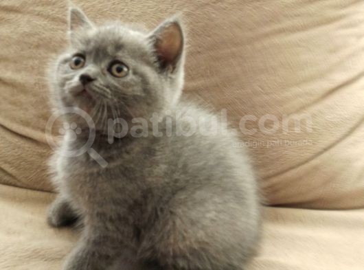 Canlı Peluşlar