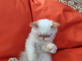 Kontes Kızımızı Sahiplendiricez
