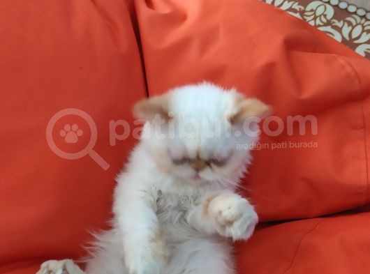 Kontes Kızımızı Sahiplendiricez görsel