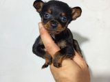 Minyatür Pinscher Yavrular