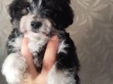 Terrier Bebekler