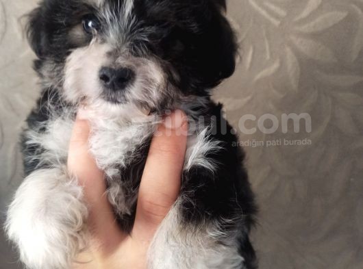 Terrier Bebekler
