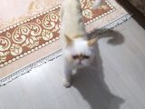 Kontes Kızımızı Sahiplendiricez