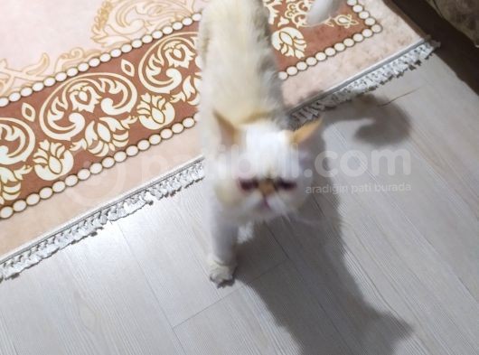 Kontes Kızımızı Sahiplendiricez görsel