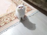 Kontes Kızımızı Sahiplendiricez