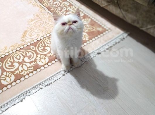 Kontes Kızımızı Sahiplendiricez