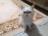 Kontes Kızımızı Sahiplendiricez