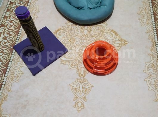 Kontes Kızımızı Sahiplendiricez görsel