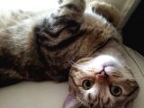 13 Aylık Safkan British Shorthair Bütün Aşıları Tam