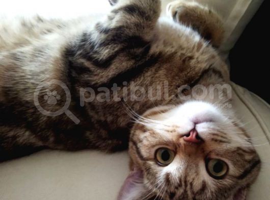 13 Aylık Safkan British Shorthair Bütün Aşıları Tam görsel